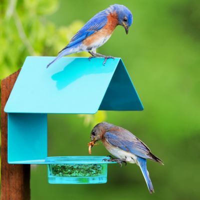 Image showing  Cottage Bird Feeder, Aqua