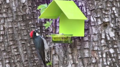 Image showing  Cottage Bird Feeder, Lime
