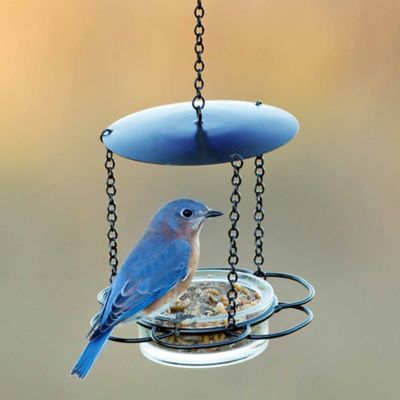 Image showing  Hanging Glass Bowl Floral Bird Feeder, 3.4 oz. Capacity, Lime