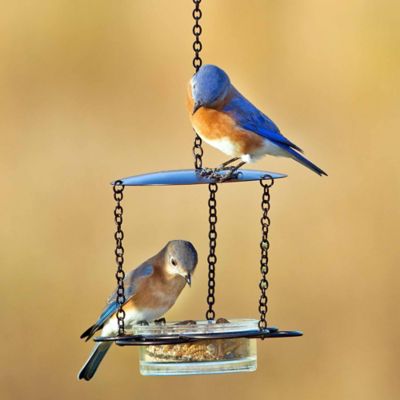 Image showing  Hanging Glass Bowl Floral Bird Feeder, 3.4 oz. Capacity, Aqua