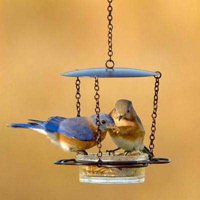 Image showing  Hanging Glass Bowl Floral Bird Feeder, 3.4 oz. Capacity, Cobalt Blue