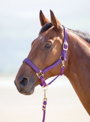 Image showing  Topaz Nylon Breakaway Horse Halter