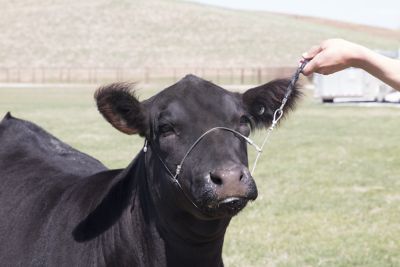 Sullivan Supply Galvanized Steel Cruise Control Cattle Cable Halter