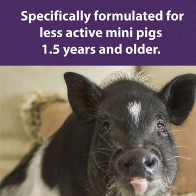 Image showing  Mature Maintenance Mini Pig Feed, 25 lb. Bag