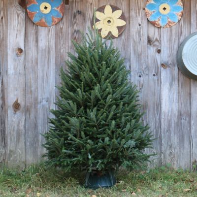 National Plant Network Live Fraser Fir Fresh Cut Christmas Tree