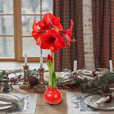 Image showing  Bloomaker Giant Red Waxed Amaryllis