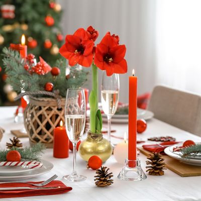 Image showing  Red Giant Gold Waxed Amaryllis Plant