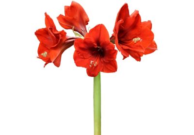 Image showing  Red Gold Waxed Amaryllis Plant, 3 Bulbs