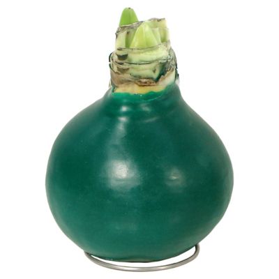 National Plant Network Red Giant Evergreen Waxed Amaryllis Plant