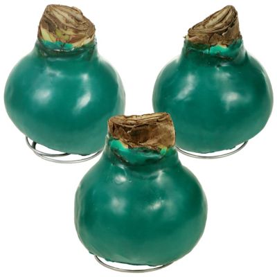 National Plant Network Bloomaker Giant Evergreen Waxed Amaryllis Plant