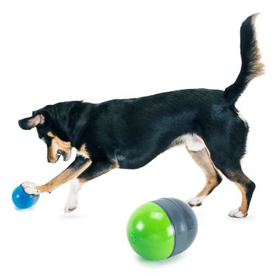 motorized dog chase toy