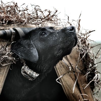 Image showing  SD425XCAMO X-Series Rechargeable Modify-a-Dog Collar