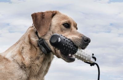 Image showing  FieldTrainer 425X/SportHunter 825X Add-a-Dog Training Collar Receiver