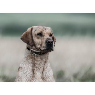 Image showing  WetlandHunter 1825X Modify-A-Dog Collar