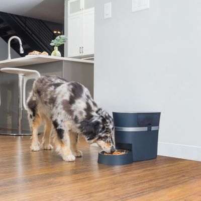 Image showing 8 th PetSafe Smart Feed Automatic Dog and Cat Feeder