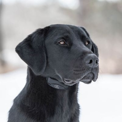 Image showing 6 th SportDOG No Bark Rechargeable Dog Training Collar for Dogs 8 lb. or Larger with 5-22 in. Necks