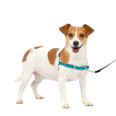 Image showing  Easy Walk No-Pull Dog Harness
