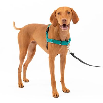 Image showing  Easy Walk No-Pull Dog Harness