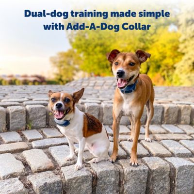 Image showing PetSafe 300 yd. Range Remote Spray Trainer for Dogs