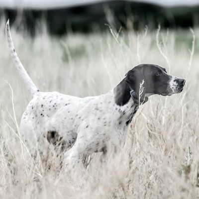 Image showing 6 th PetSafe 3/4 Mile SportHunter 1225X Rechargeable Remote Dog Training Collar, For Dogs 8 lb. or Larger