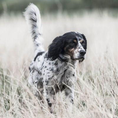 Image showing  1 Mile SportHunter X-Series Remote Dog Training Collar