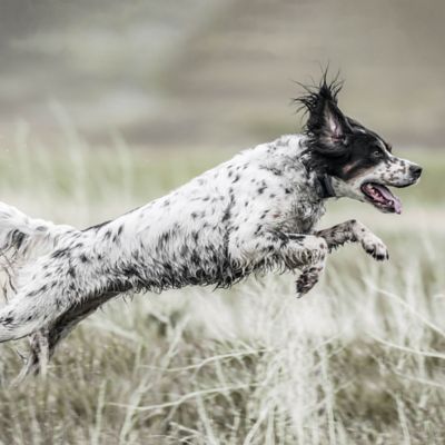 Image showing 6 th SportDOG 1 Mile SportHunter X-Series Remote Dog Training Collar