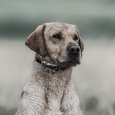 Image showing  WetlandHunter X-Series Remote Dog Training Collar, 1 Mile Range