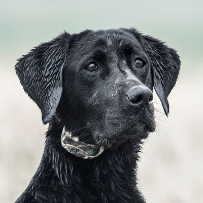 Image showing  500 yd. WetlandHunter Camouflage Rechargeable Remote Dog Training Collar, For Dogs 8 lb. or Larger