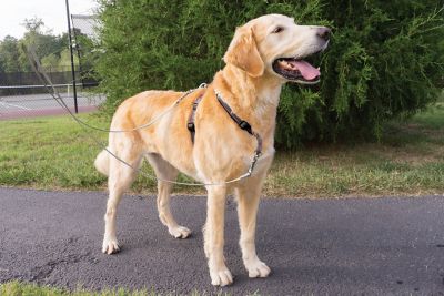Image showing  2-Point Control Reflective Nylon Dog Leash