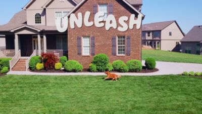 Image showing  2-Point Control Reflective Nylon Dog Leash