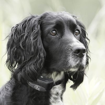 Image showing  100 yd. YardTrainer 100 Remote Dog Training Collar, For Dogs 8 lb. or Larger with Neck Sizes 5 to 22 in.