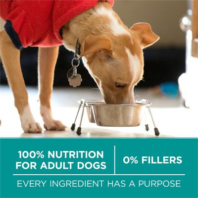 Image showing 5 th Purina ONE Plus Adult Digestive Health Formula Chicken Dry Dog Food