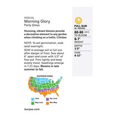 Image showing  Annual Morning Glory Party Dress, 31457