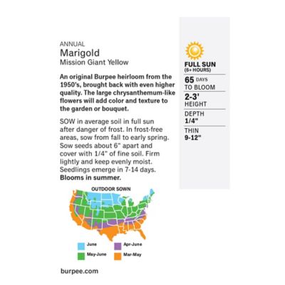 Image showing  Heirloom, Mission Giant Yellow Marigold, 30436