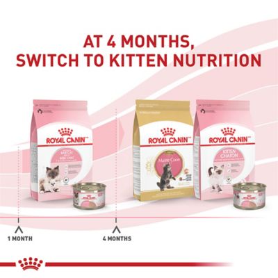 Image showing 6 th Royal Canin Mother & Babycat Queen Ultra Soft Mousse in Sauce Wet Cat Food, 5.1 oz. Can