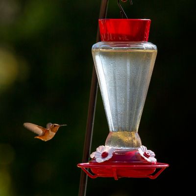 Image showing  28 oz. Royal Hummingbird Feeder