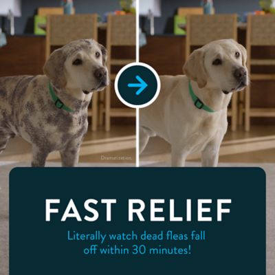 Image showing 6 th Capstar Flea Control Tablets for Dogs 2 lb. to 25 lb., 6 ct.