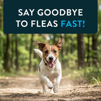 Image showing 8 th Capstar Flea Control Tablets for Dogs 2 lb. to 25 lb., 6 ct.