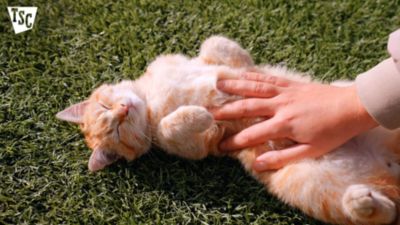 Image showing  Flea Treatment Tablets for Cats, 6 ct.