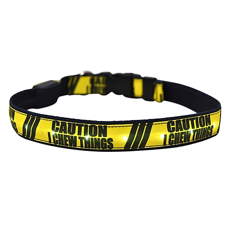Yellow Dog Design I Chew Things LED Dog Collar
