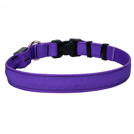 Yellow Dog Design Solid LED Dog Collar, Purple