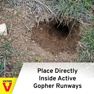 Image showing 7 th Victor Pest The Black Box Gopher Trap