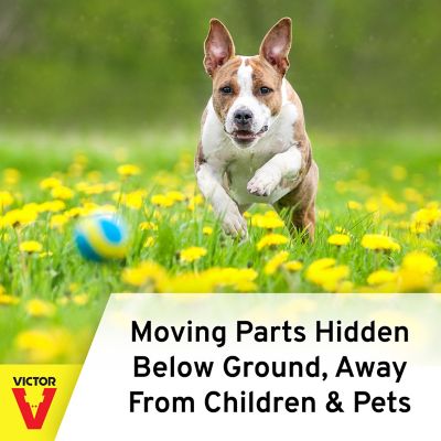 Image showing 8 th Victor Pest The Black Box Gopher Trap