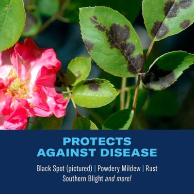 Image showing  4 lb. All-in-1 Rose and Flower Care Granules