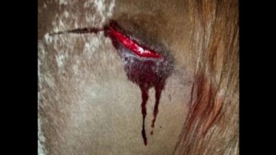 Image showing  Original Formula Wound and Skin Care Treatment for All Animals, 1.33 gal.