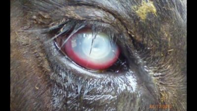 Image showing  Pink Eye Treatment Kit