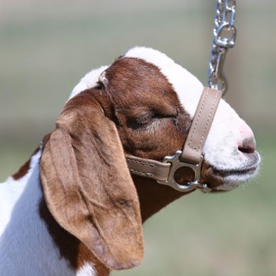 Sullivan Supply First Class Lamb and Goat Show Halter