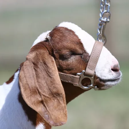 Sullivan Supply First Class Lamb and Goat Show Halter Livestock Ropes Halters & Hobbles