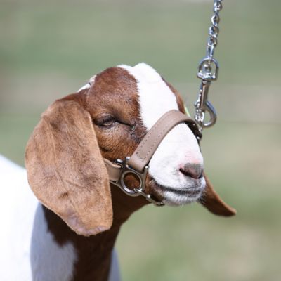 Image showing  First Class Lamb and Goat Show Halter