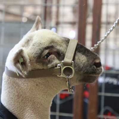 Image showing  First Class Lamb and Goat Show Halter